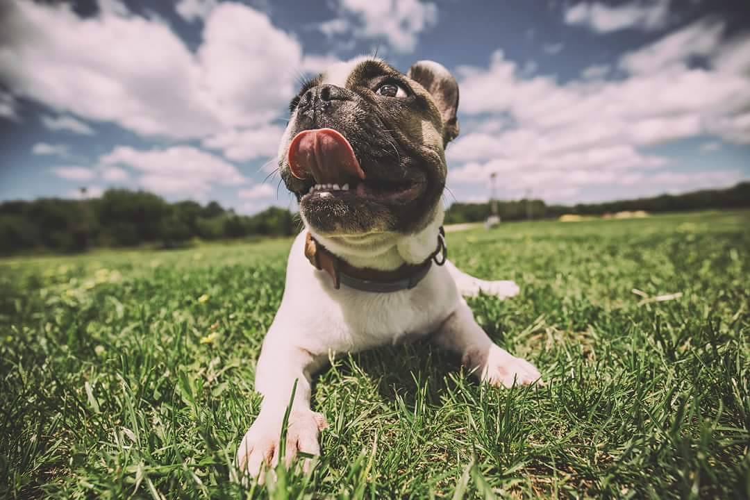 7 truques para tirar fotos incríveis ao seu cão