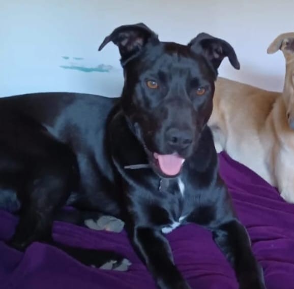 Casal espanhol dá recompensa de 1000€ a quem encontrar pitbull perdido no Gerês