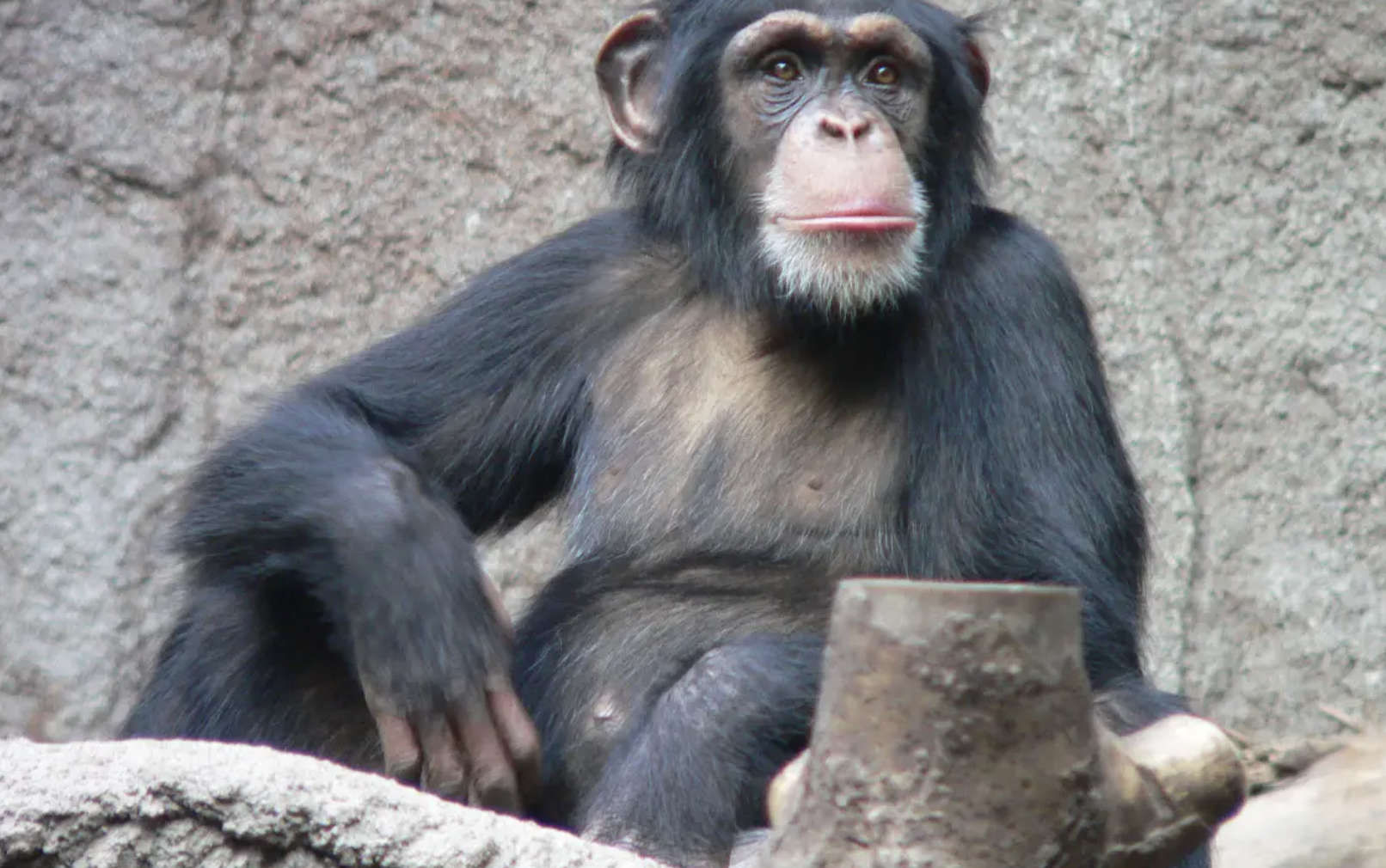 Macaco arranca bebé de 11 dias dos braços da mãe e foge. Recém-nascido acabou por morrer
