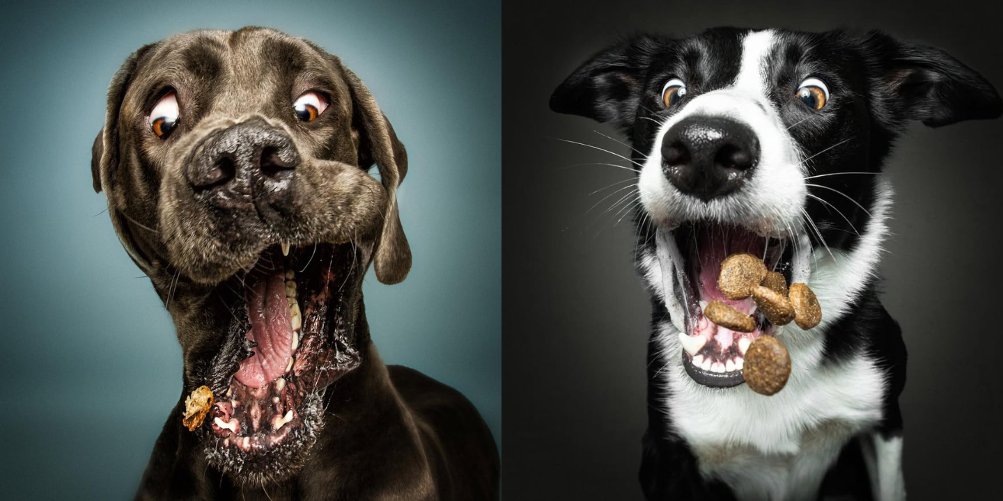 Este artista fotografa cães a apanharem biscoitos – e é a coisa mais adorável e engraçada que vai ver hoje