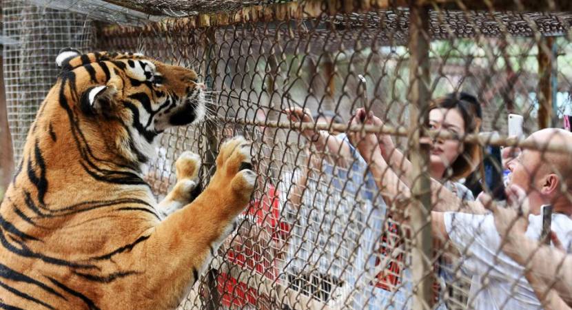 5 histórias de comportamentos estúpidos de homens que levaram à morte de animais em zoos