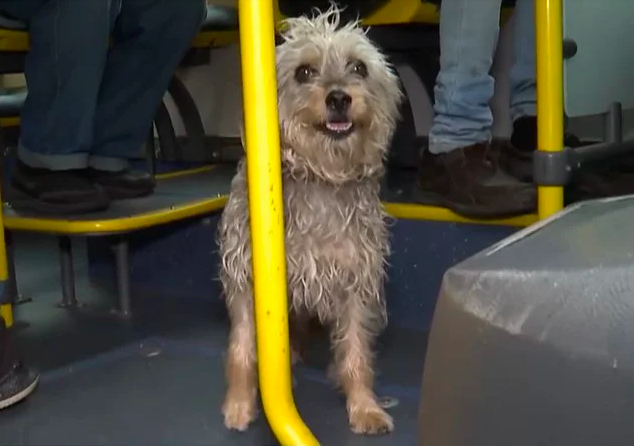 Este cão andou uma semana perdido à procura da sua casa. Andou 10 km e conseguiu voltar para o dono