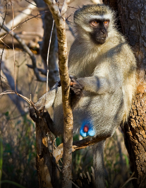 Este macaco tem testículos azuis (sim, leu bem). Veja as fotos do primata e conheça a espécie