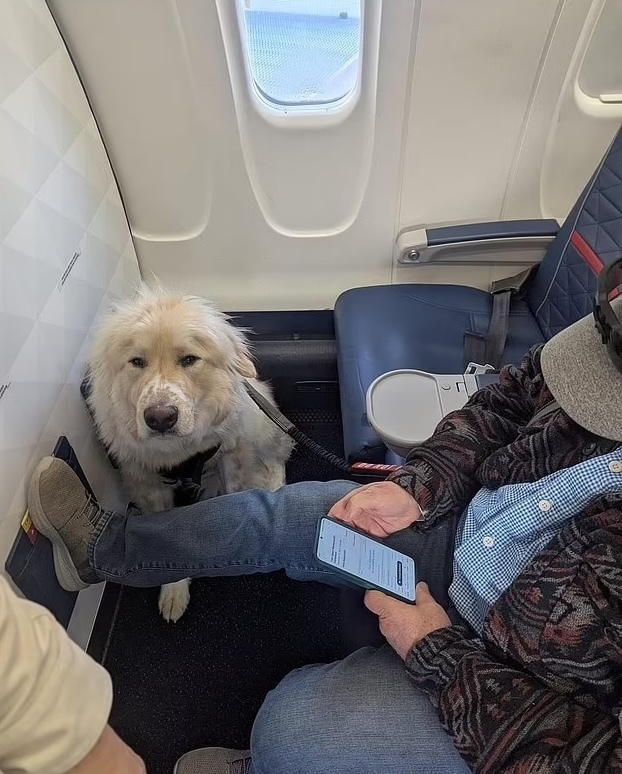 Passageiro obrigado a ceder lugar a cão de serviço em avião. “Fiquei furioso”