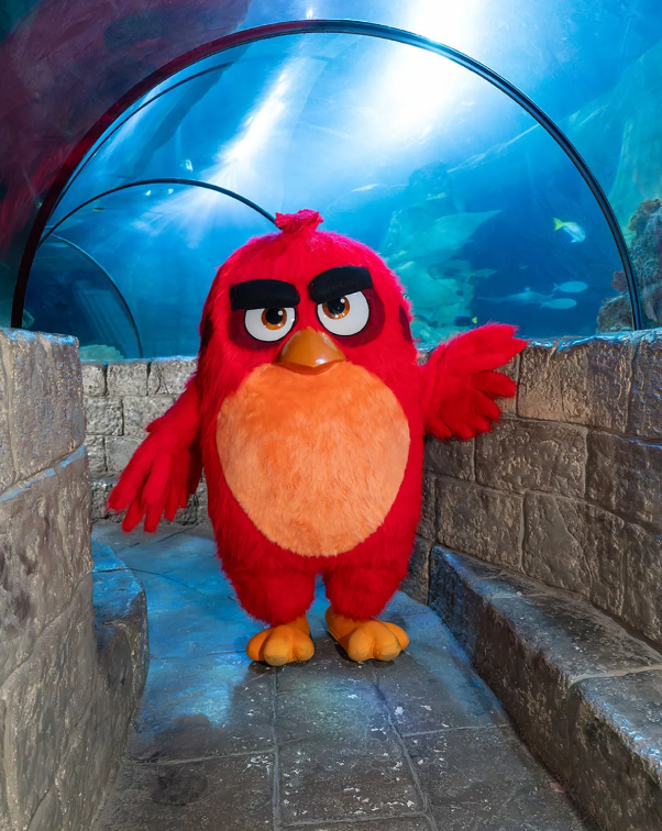 Vá brincar com Angry Birds a sério ou fazer apicultura. 8 coisas para fazer em Lisboa e no Porto no fim de semana