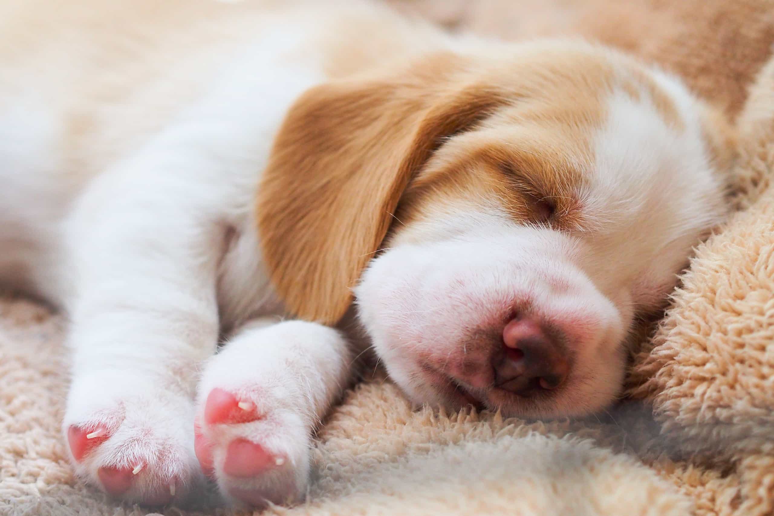Собака на руках во сне. Спящие щенки. Спящий щенок. Милые собачки.