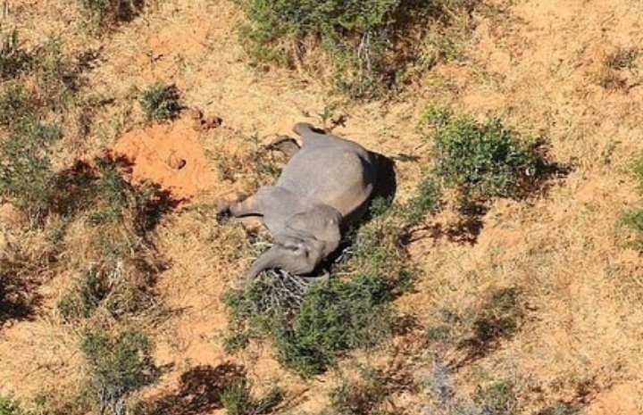 Mais de 350 elefantes aparecem mortos de forma misteriosa. Podem estar a ser envenenados