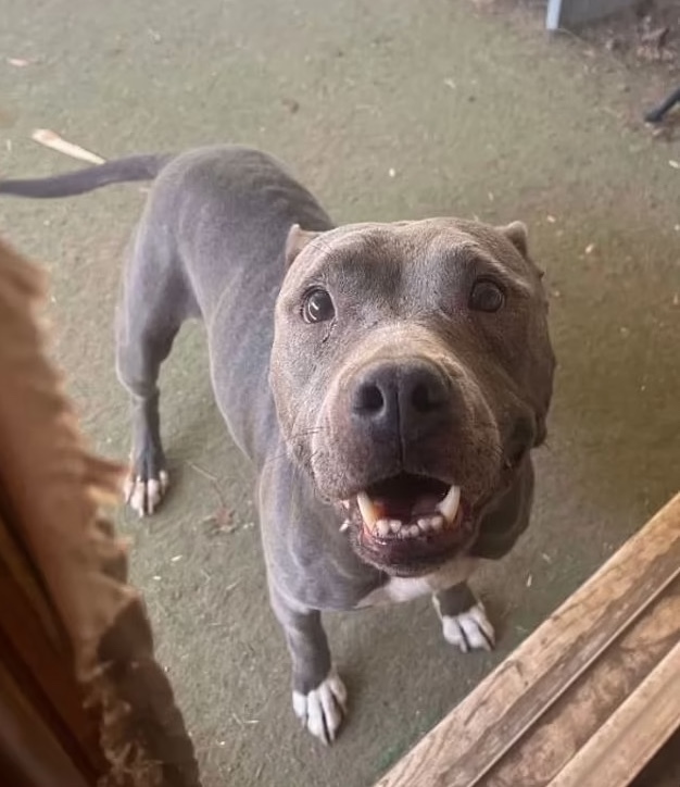 Cadela desaparecida durante 2 anos reaparece a mais de mil quilómetros de casa. Donos acham que foi roubada