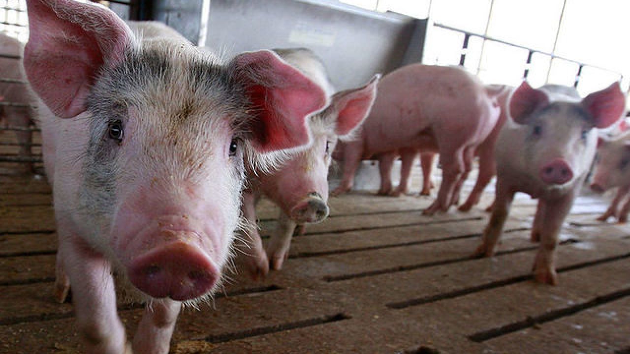 Porcos vivos usados para testar segurança de cadeirinhas em acidentes de viação