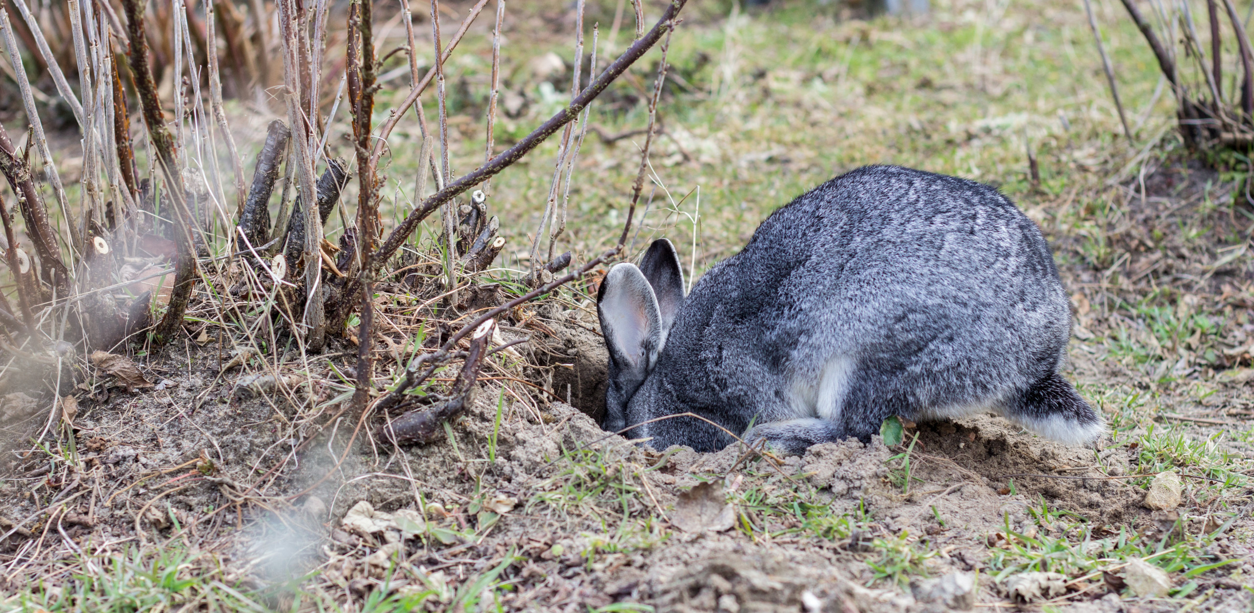 Rabbit s hole