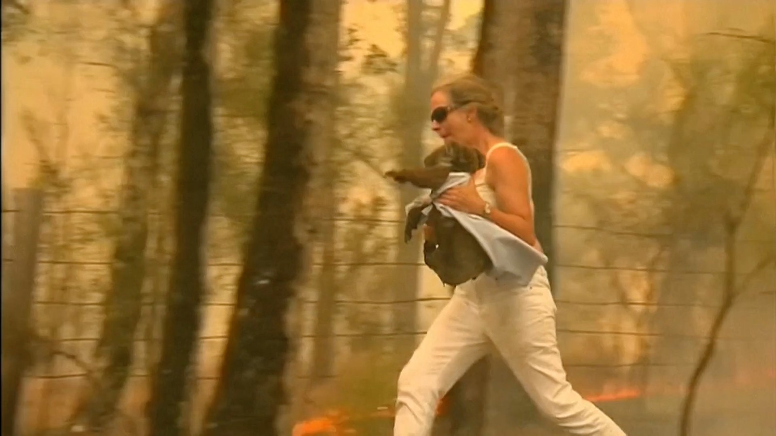 Morreu o coala que foi resgatado das chamas na Austrália