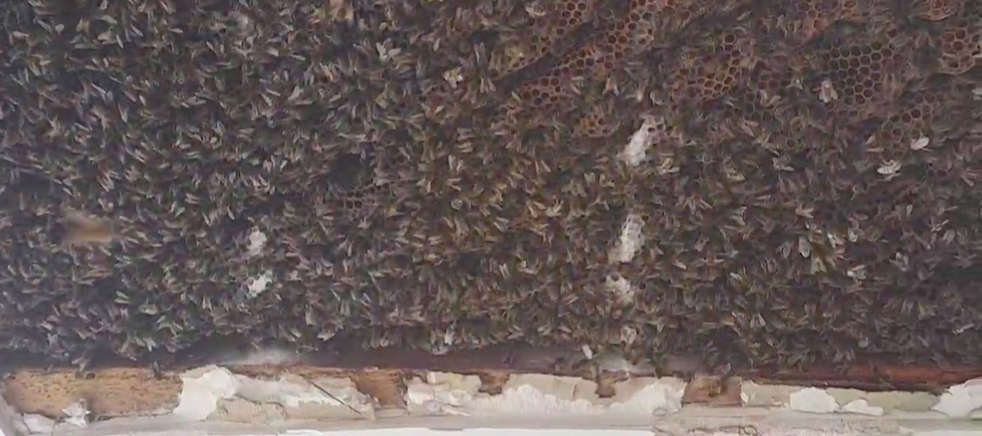 Casal ouvia zumbidos a noite toda no quarto. Descobriu 180 mil abelhas a viver atrás do teto falso