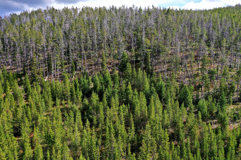 As alterações climáticas estão a transformar as florestas em fantasmas