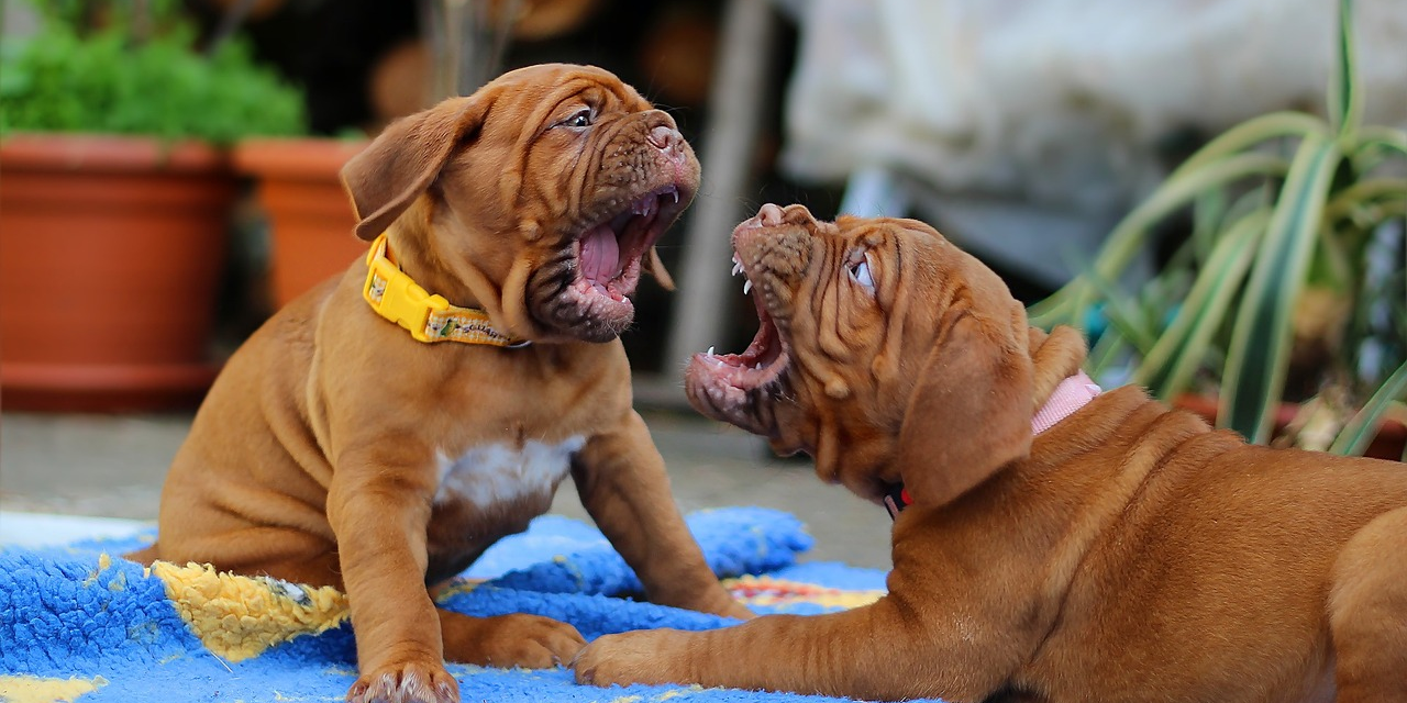 Os animais de estimação também têm direito a uma rede social e o Boop! é para eles