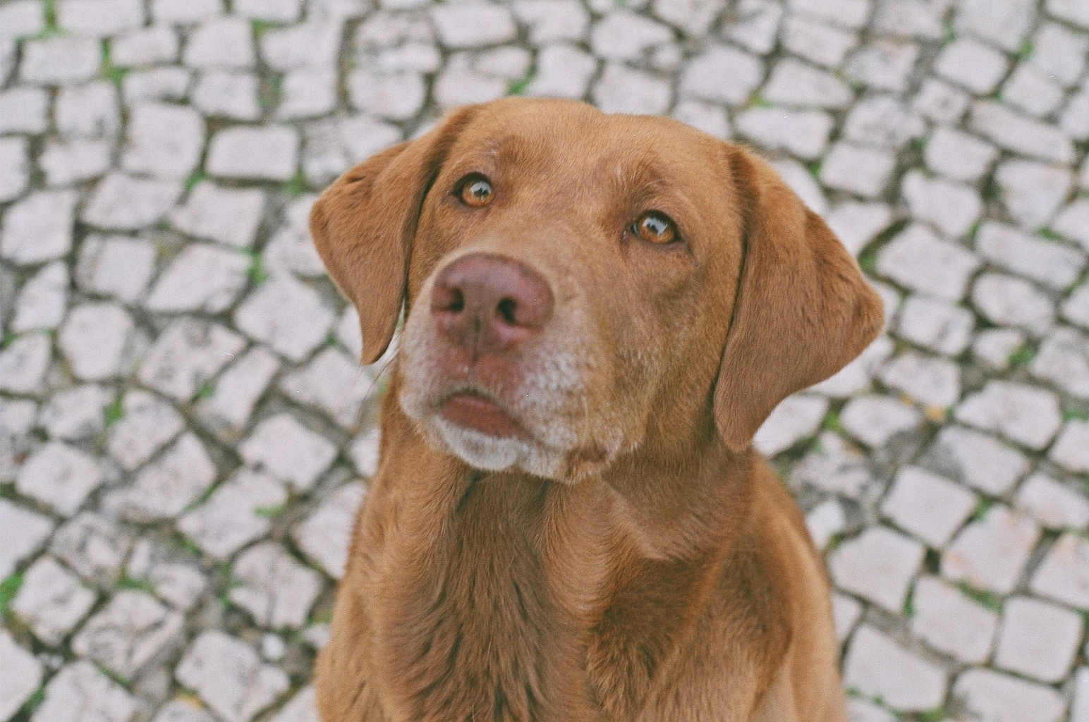 14 sítios aonde pode deixar os animais de estimação nas férias