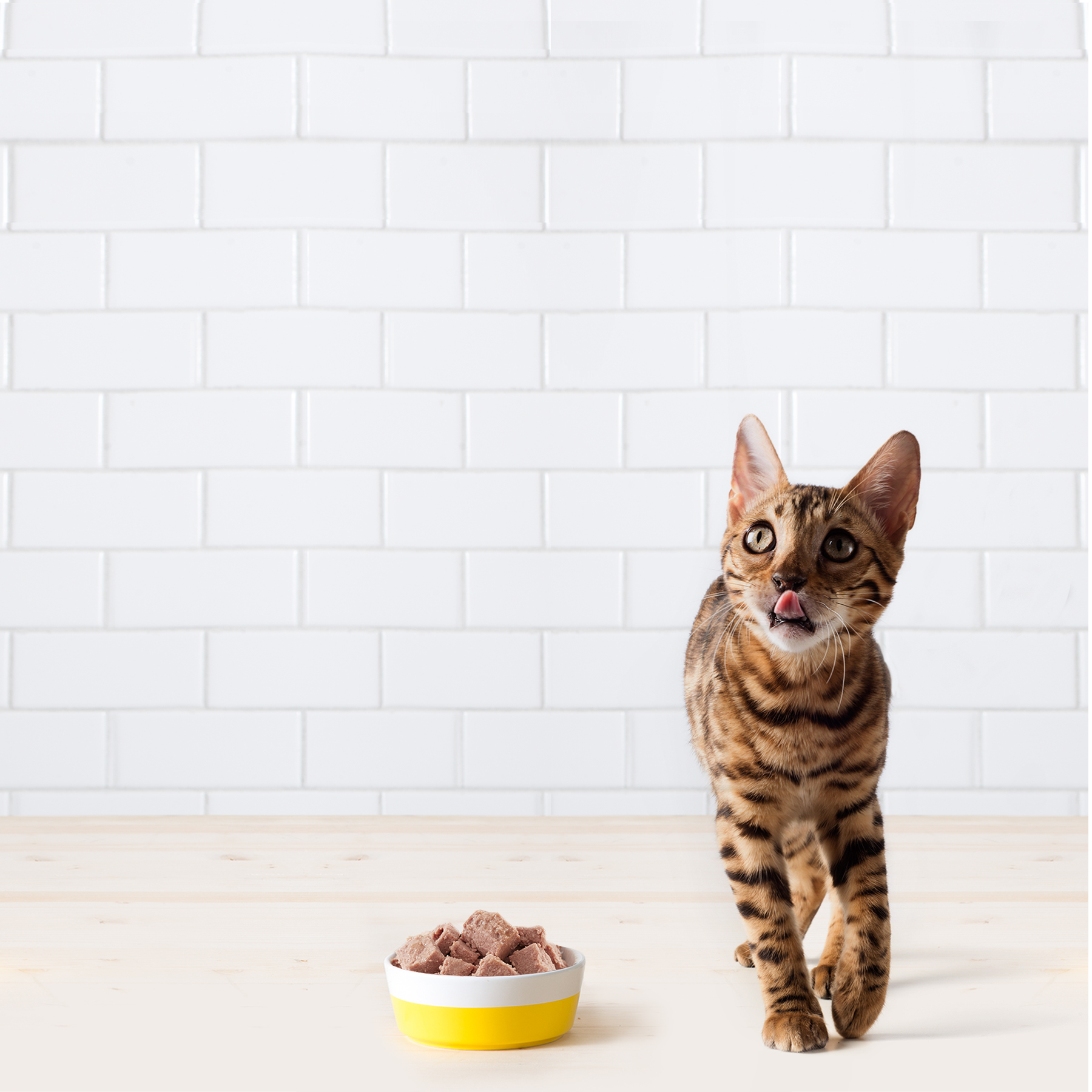 Há marcas de comida de animais em crise — e a culpa é dos millennials