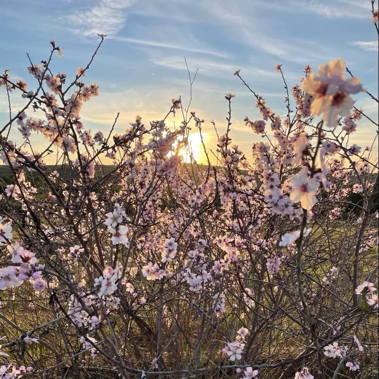 Do Douro ao Algarve, percorra as amendoeiras já em flor e cujo cenário é digno de um quadro