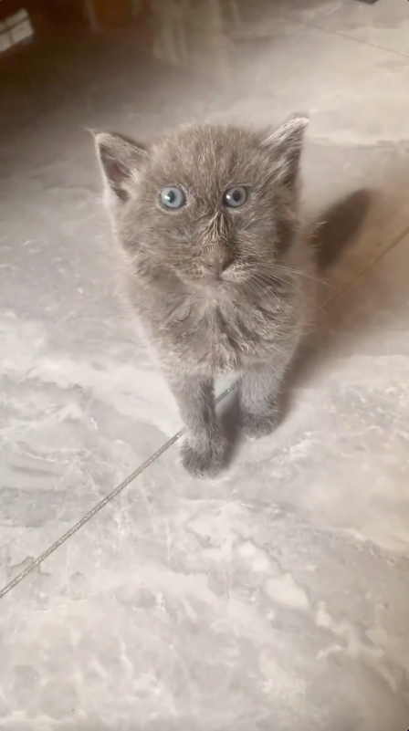 Jamie, o gato que nasceu com uma malformação facial e conquistou a Internet. Veja este vídeo