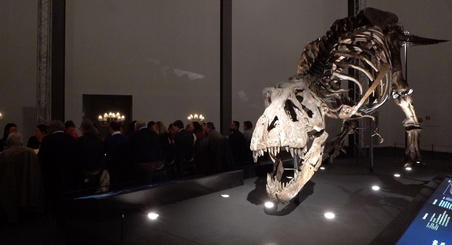 Exposição. Ossadas verdadeiras de T-rex chegam pela primeira (e última) vez a Portugal