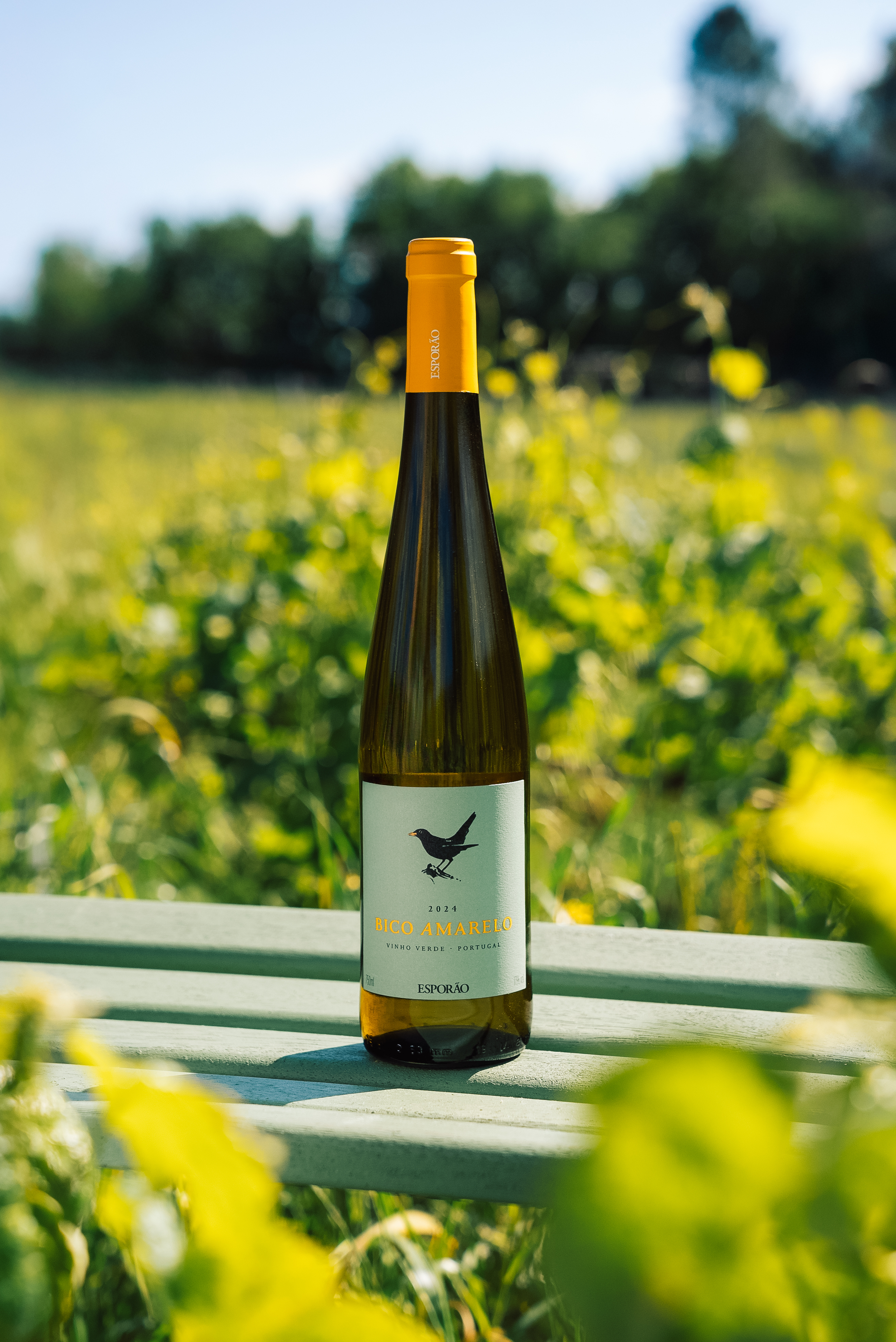 Este é o melhor vinho branco português e acaba de chegar ao supermercado. Saiba quanto custa