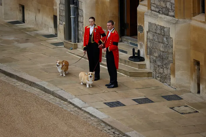 O momento mais fofo do dia. Corgis despedem-se da rainha Isabel II à porta do Castelo de Windsor
