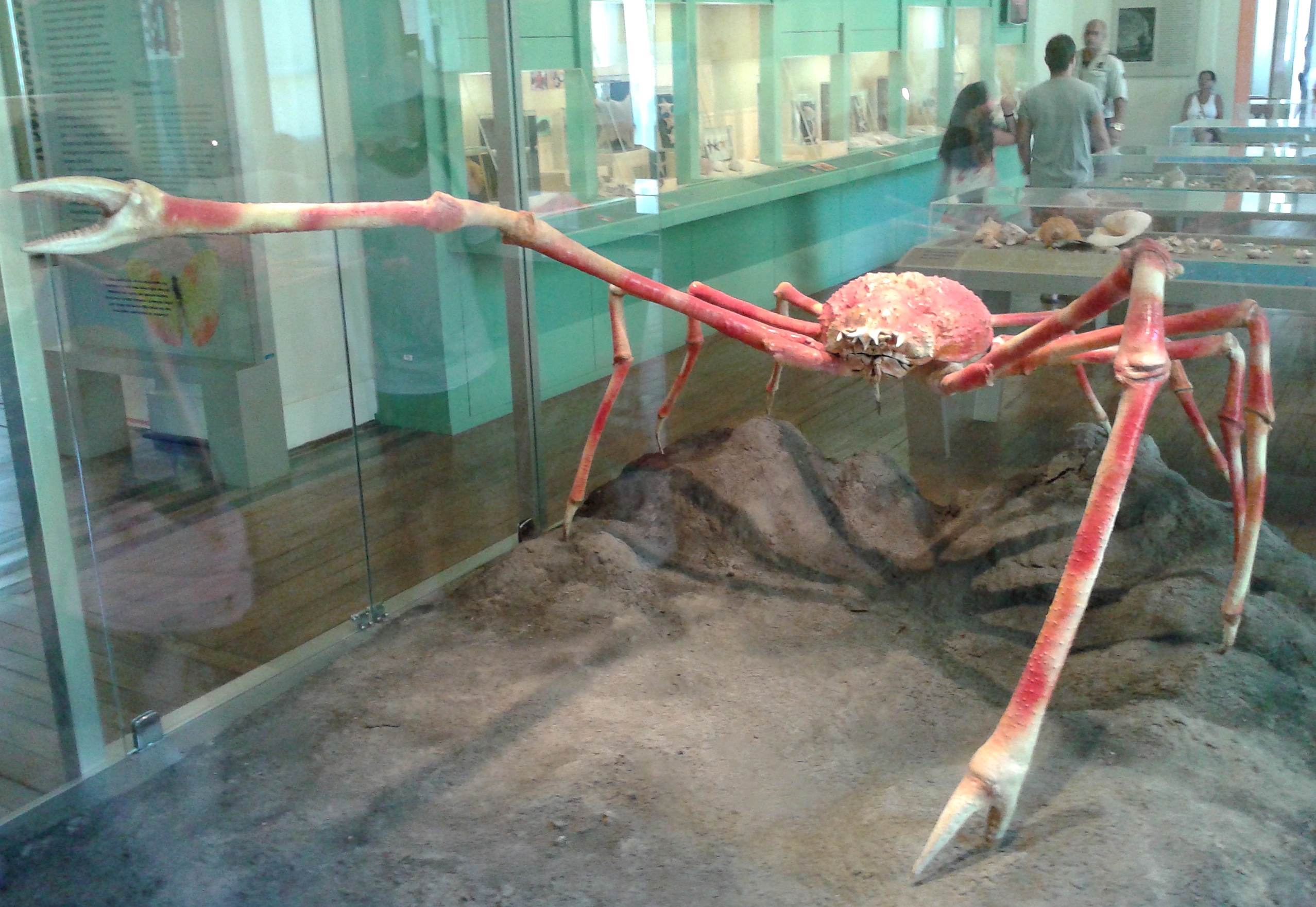 Caranguejo gigante japonês tem pernas com (quase) 4 metros e pesa 14 quilos