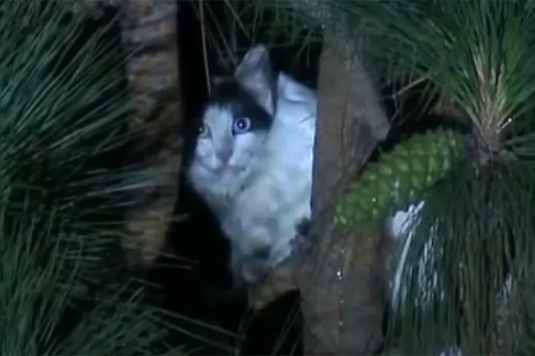 Bombeiros resgataram homem que ficou preso numa árvore por tentar salvar um gato e deixaram lá o animal