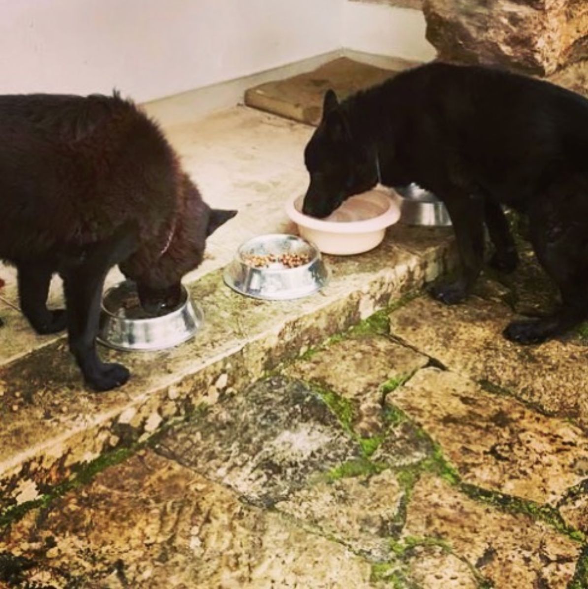 A história comovente e trágica da morte dos dois cães de Catarina Furtado