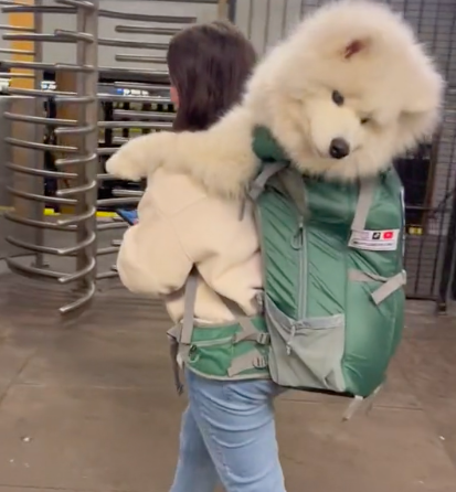 Dona carrega o cão de 25 quilos numa mochila para o poder levar no metro. Veja o vídeo que se tornou viral
