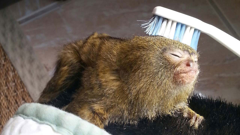 Nuno Markl criticado por partilhar vídeo de um macaco a ser massajado com uma escova de dentes
