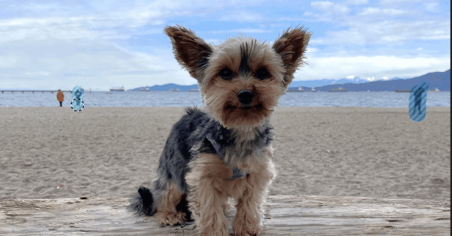 Windows Photos atualizado com ferramenta de edição de imagens através de inteligência artificial