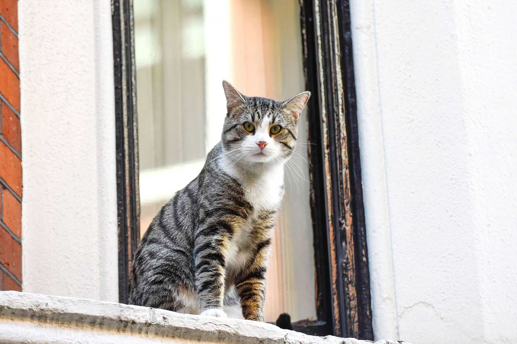 O gato de Julian Assange está em segurança (só não se sabe com quem)