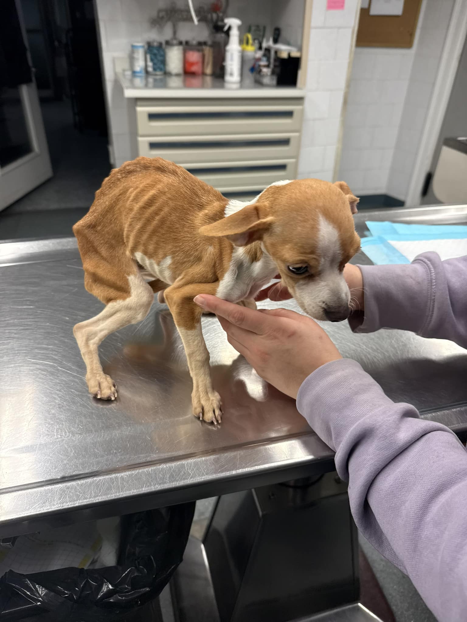 Esta cadela bebé foi encontrada “em estado crítico”. Nem vai acreditar em como está agora