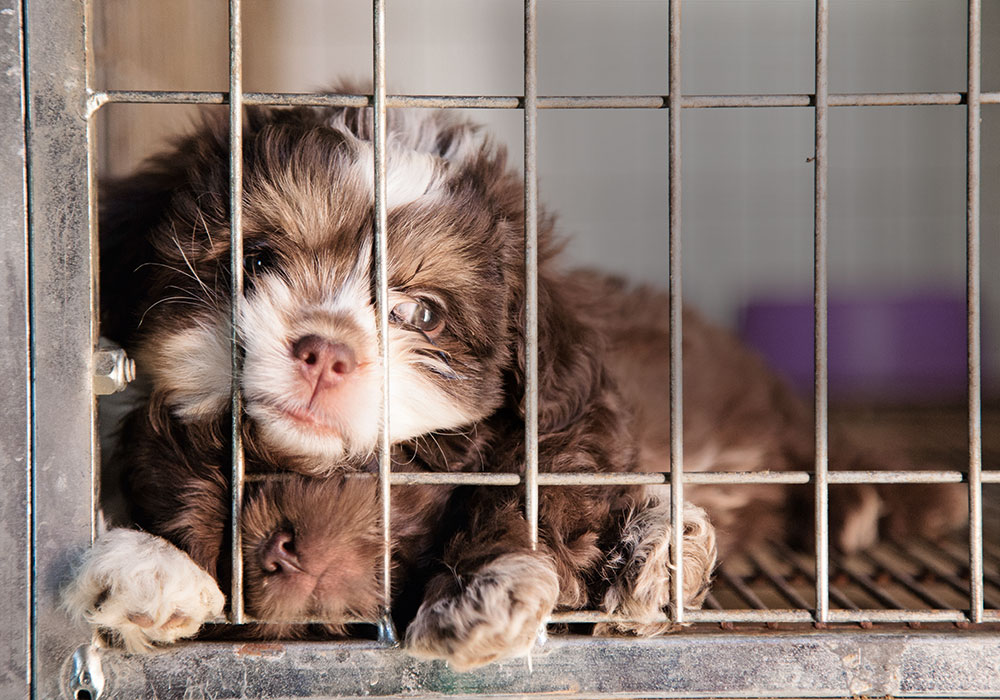 Reino Unido. Venda de cães e gatos bebés proibida nas lojas