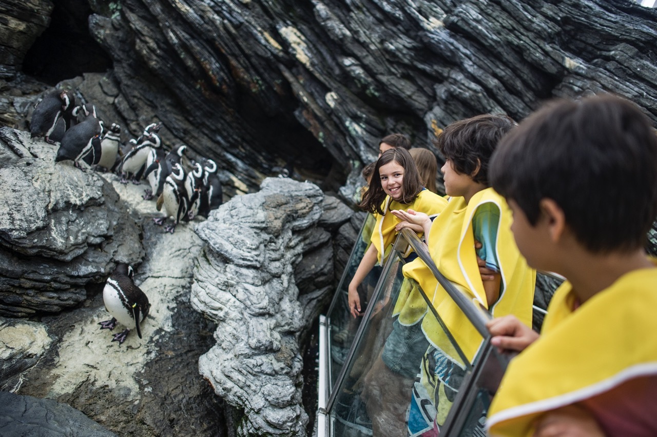 Férias debaixo de água? Não, não é piada. São as atividades de Natal do Oceanário de Lisboa