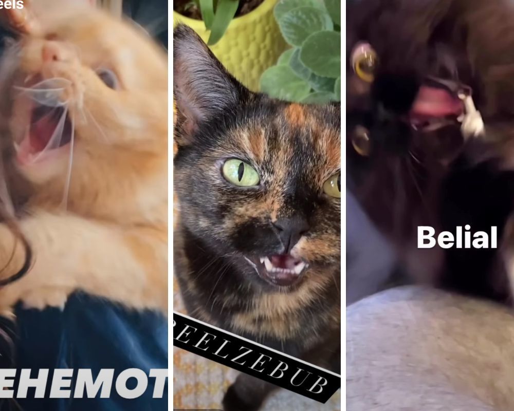 Música de 2013 sobre Satanás torna-se viral no Instagram. E a culpa é dos gatinhos