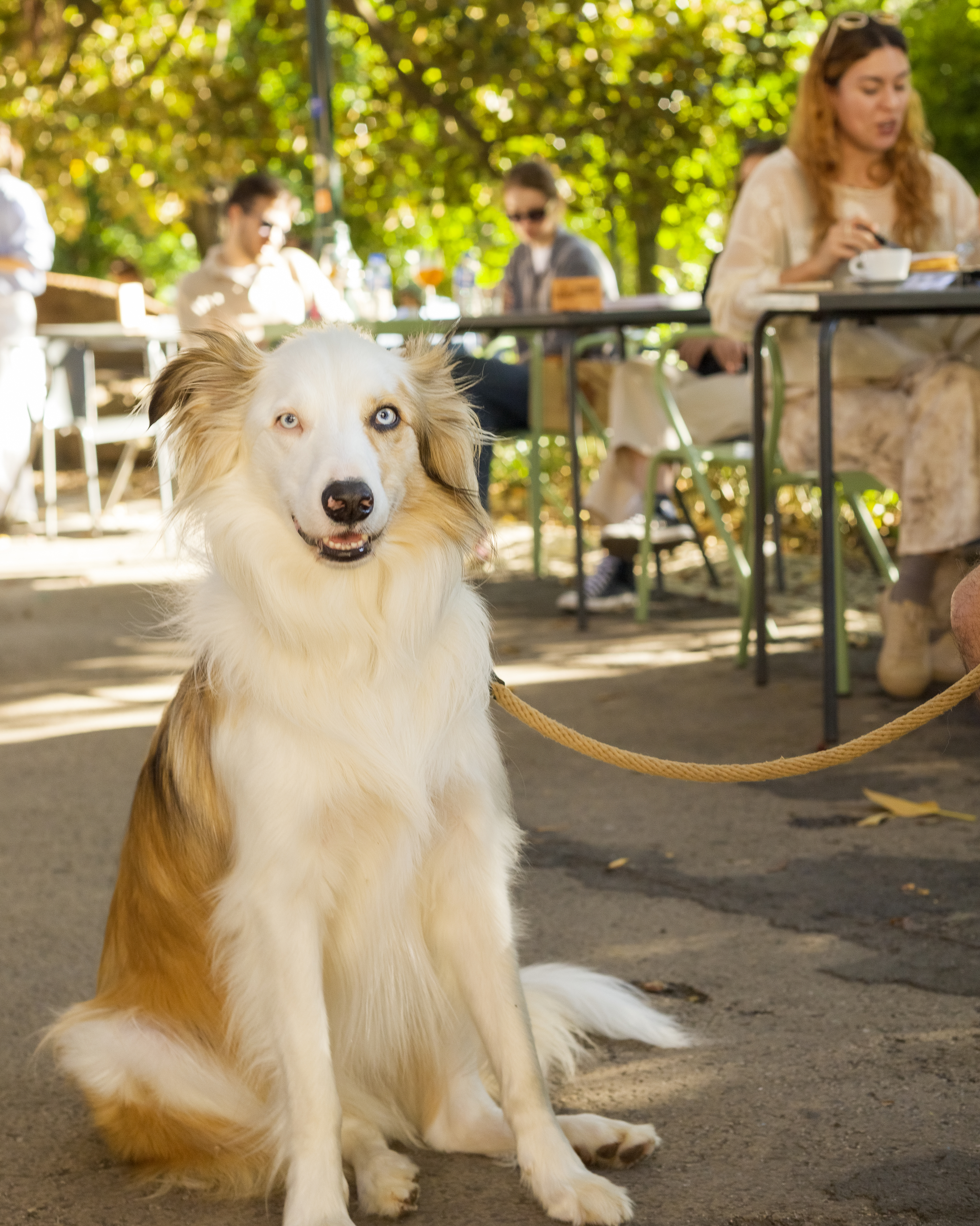 Celebre o Dia Mundial do Cão com snacks gratuitos. Esta esplanada vai estar a mimar o seu patudo