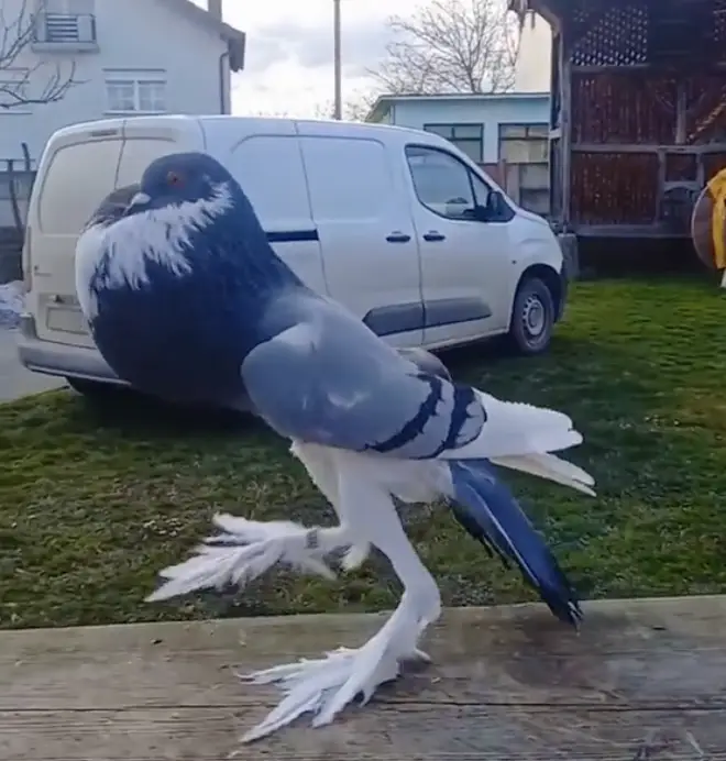 Pombo com patas XL e aspeto “mutante” deixa Internet surpreendida. Veja o vídeo