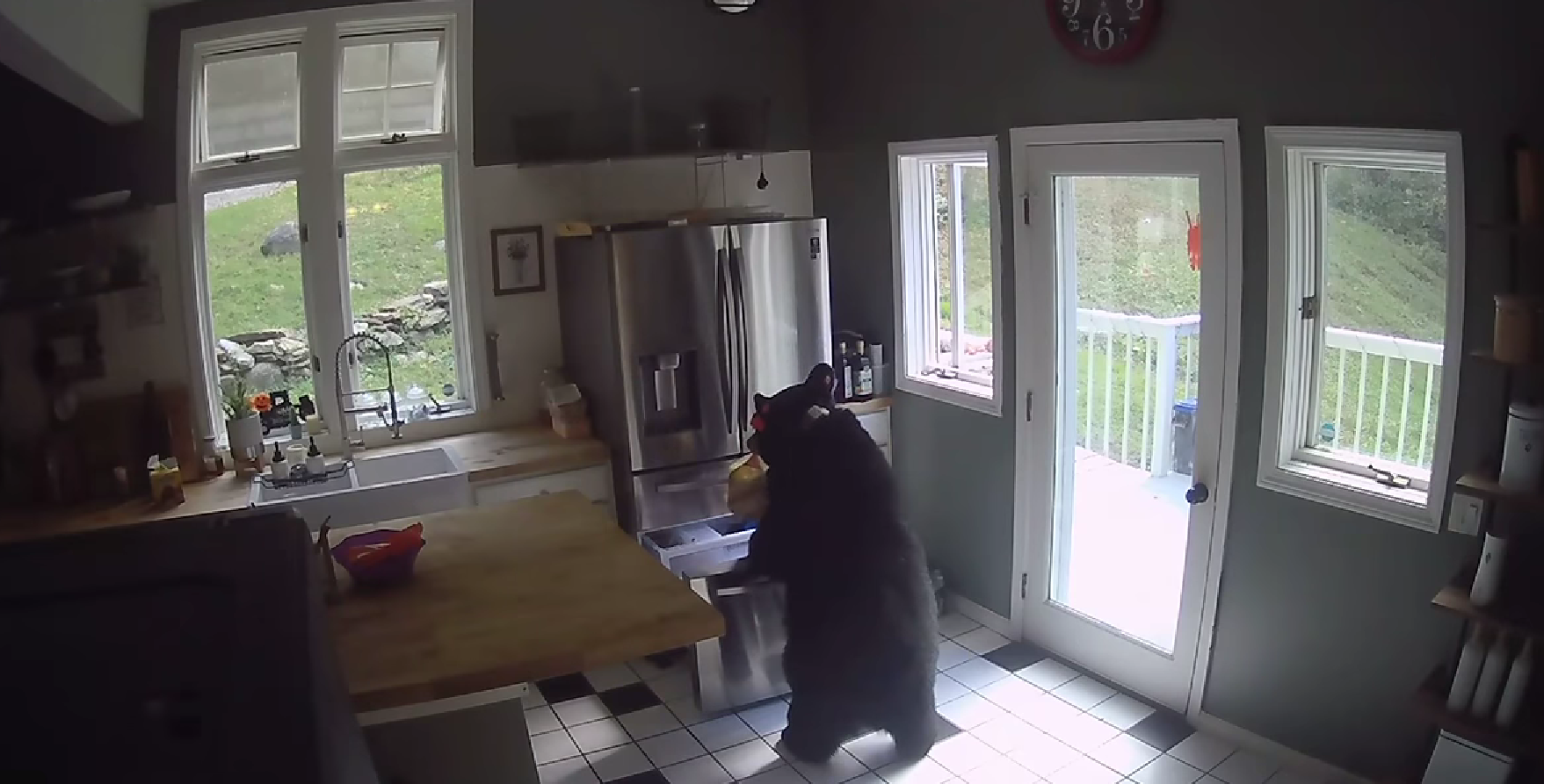 Urso entra em moradia e rouba lasanha do congelador. Veja o momento hilariante