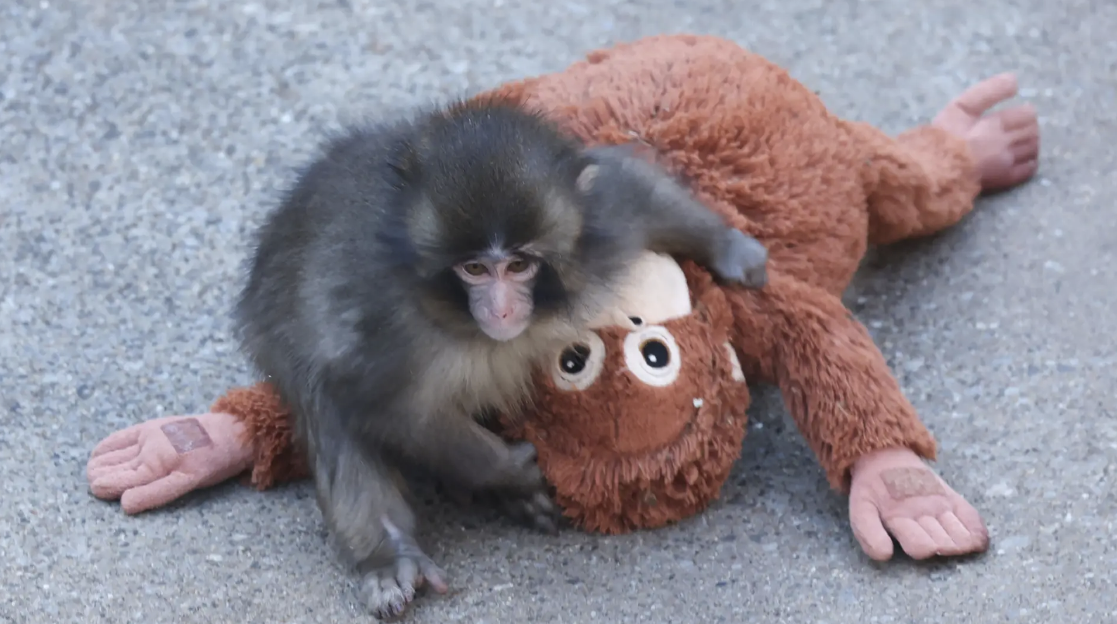 MACACO Punch