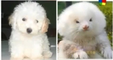 Homem comprou dois cães da raça poodle e foi enganado. Afinal, eram dois furões