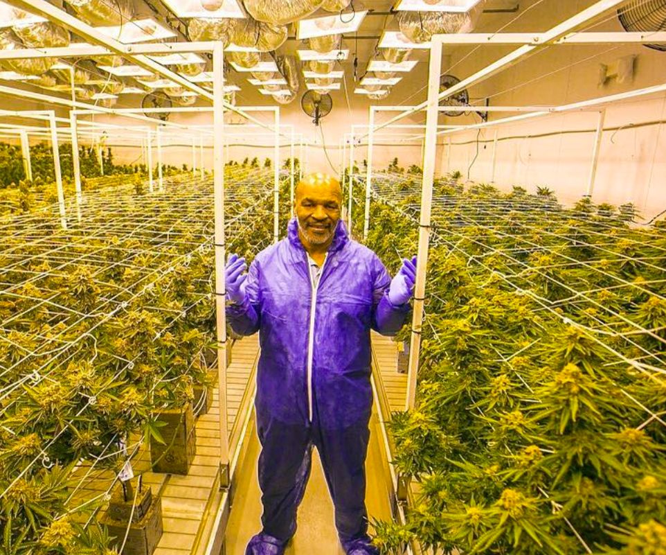 Tyson Ranch. Myke Tyson está a construir um resort dedicado à cannabis