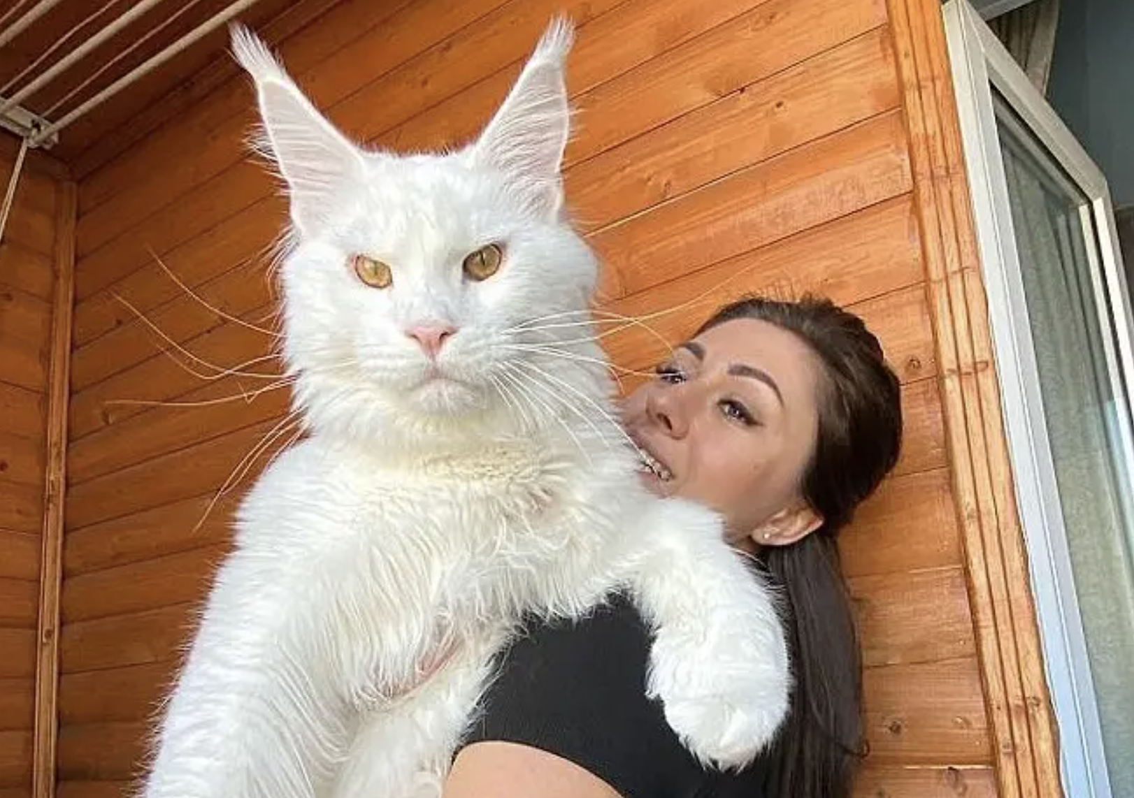 Este gato gigante do tamanho de uma criança é um sucesso no Instagram