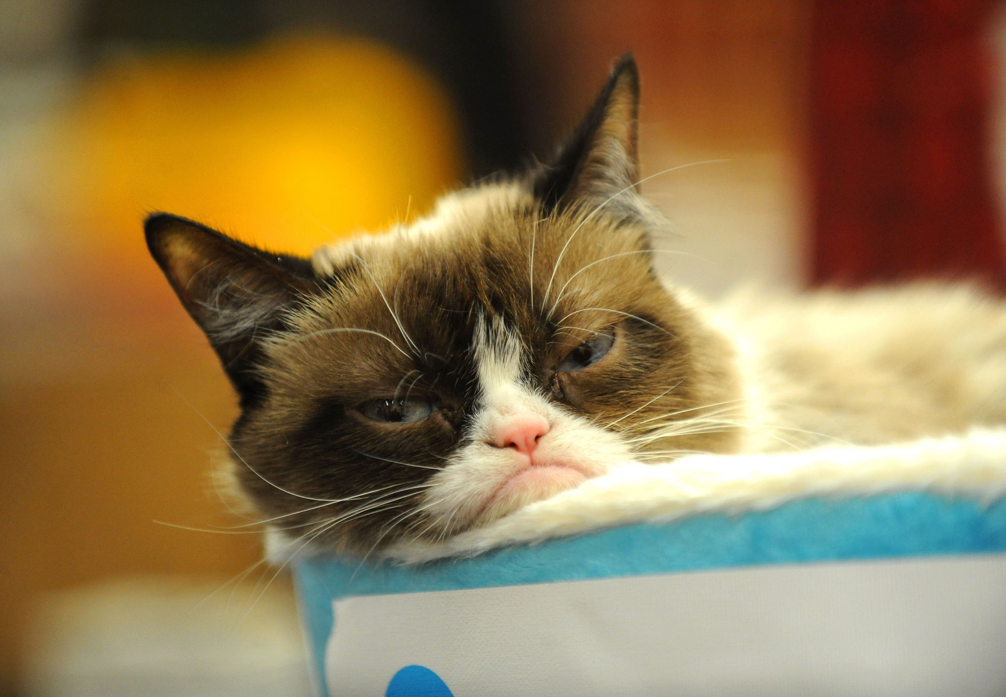 Os 14 memes mais hilariantes do Grumpy Cat