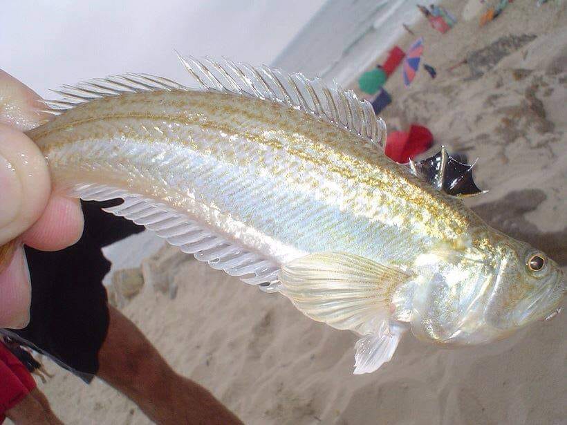 Fui picado por um peixe-aranha. E agora?