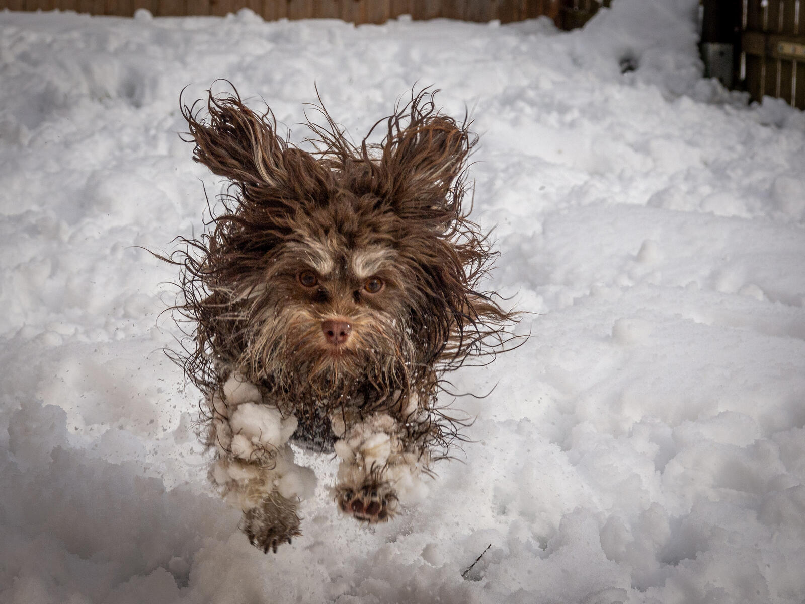 Já estão escolhidos os finalistas da foto mais cómica de animais de estimação. Estas 30 imagens garantem sorrisos