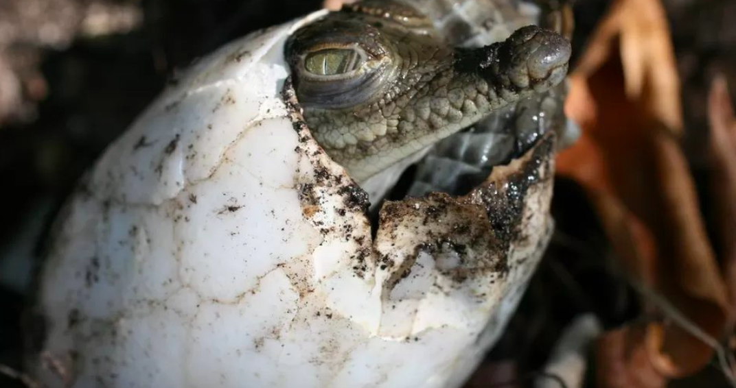 Crocodilo fêmea engravidou sozinha. Testes de ADN confirmaram que a cria não tem pai