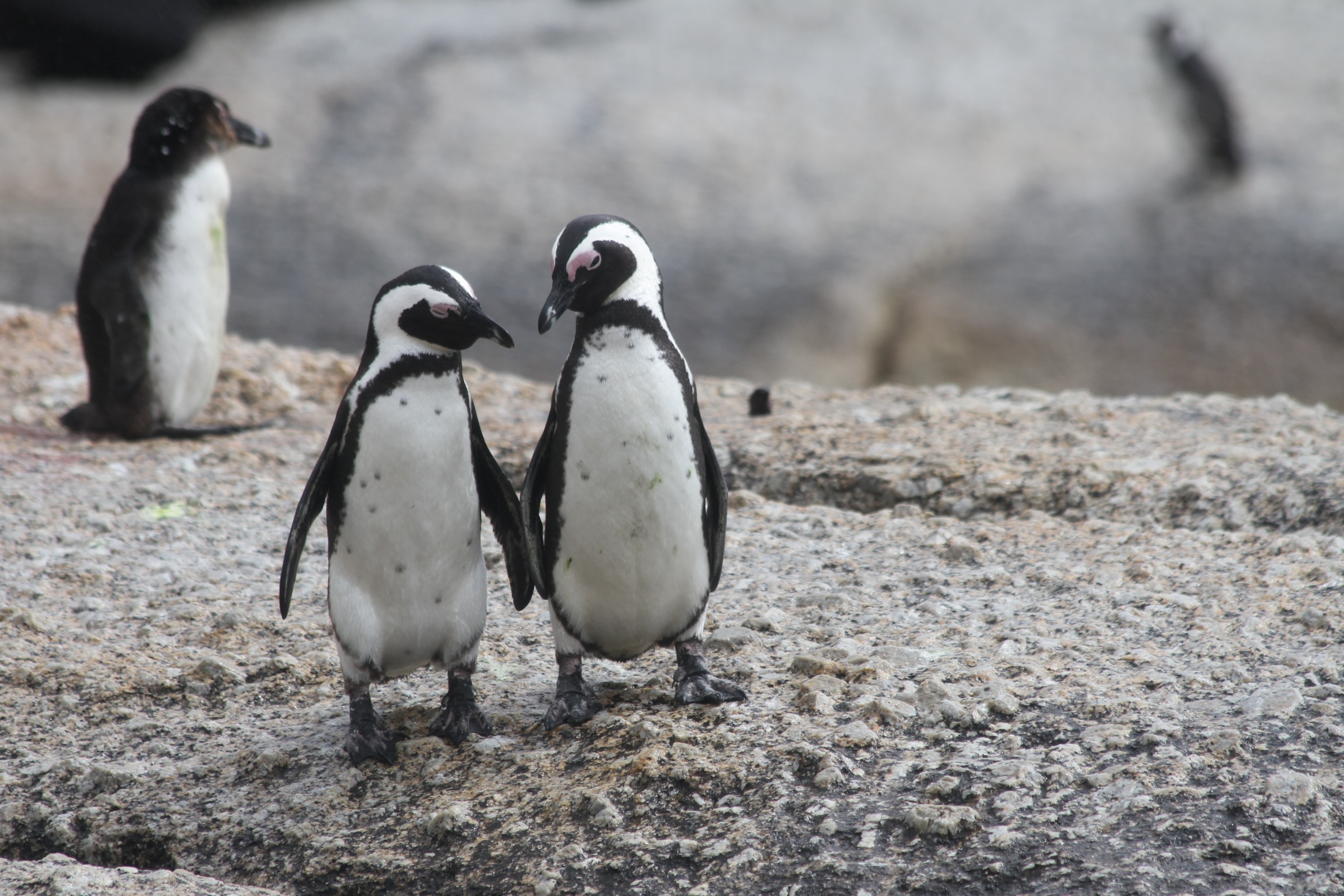 Casal de pinguins gay tiram ovo a outro reprodutor