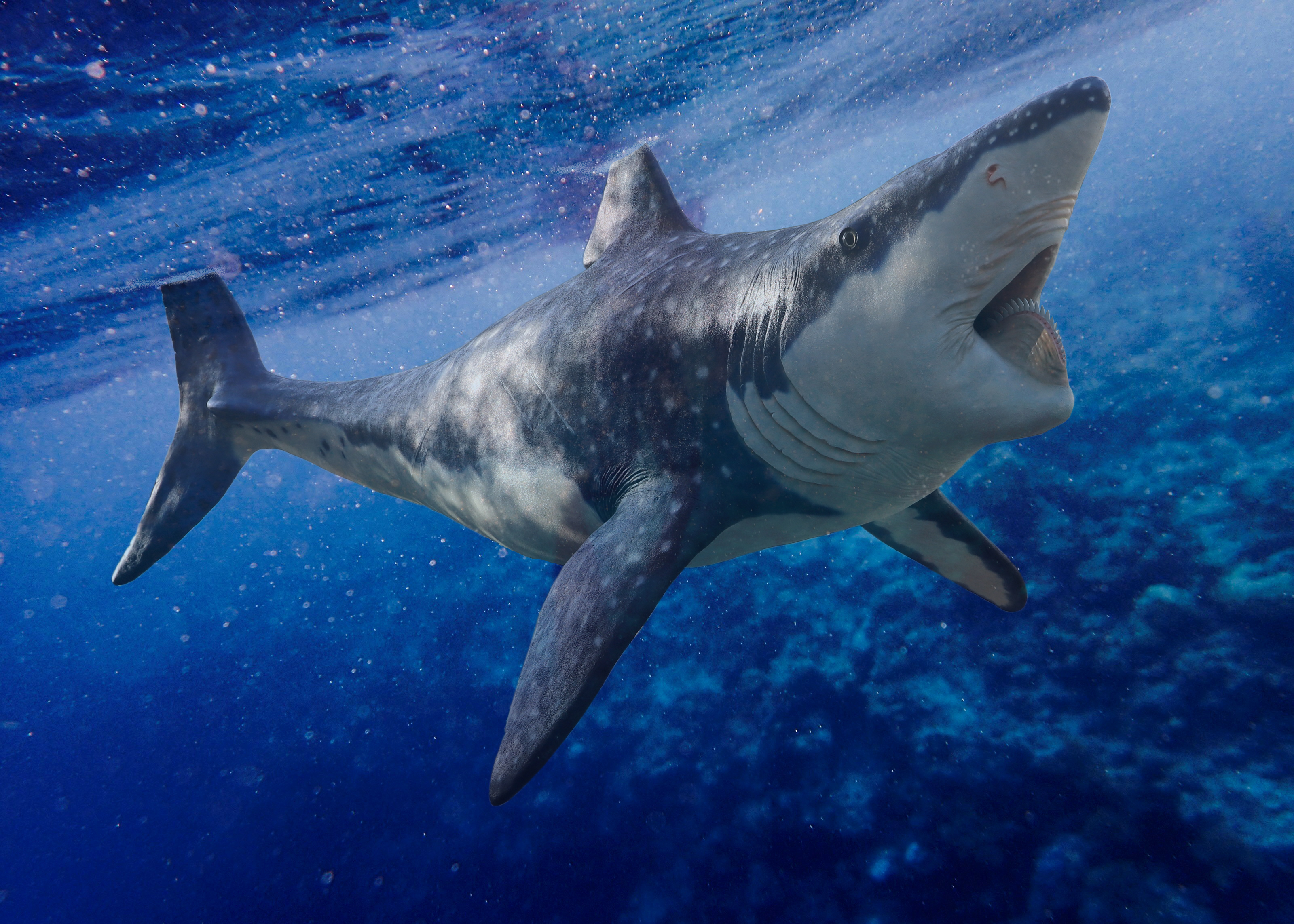 O tubarão mais temido da pré-história chegou ao Dino Parque (e os miúdos não vão saber lidar). Veja as fotos