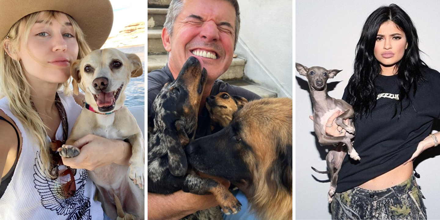 Alerta, fofura. Conheça os melhores amigos de quatro patas de 40 famosos no Dia Mundial do Cão